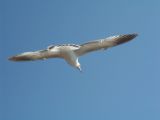 View photo Seagull
